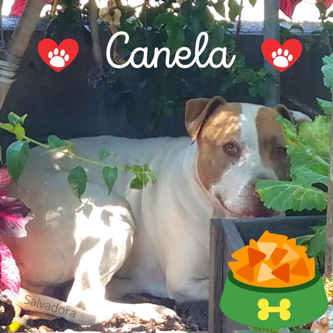 Canela the dog grins at the camera from her shady spot in the backyard.