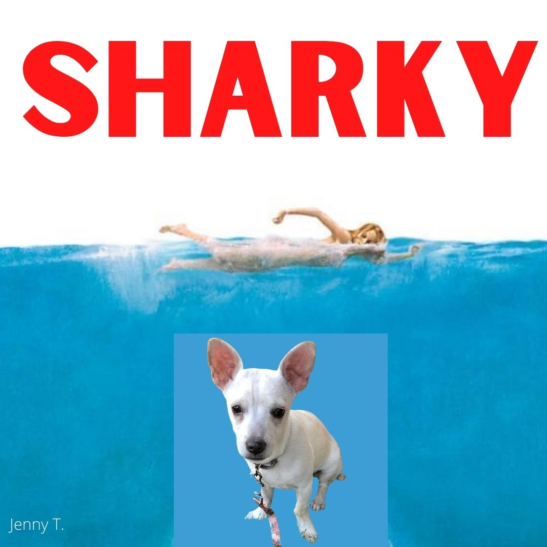 Sharky the dog strikes a pose as the shark in the “Jaws” movie poster.