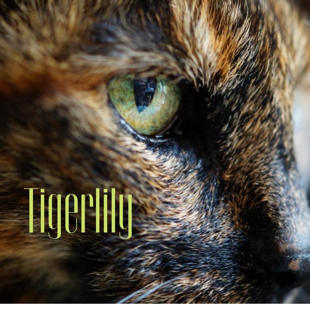 Close-up of a gorgeous cat’s face with piercing green eyes.