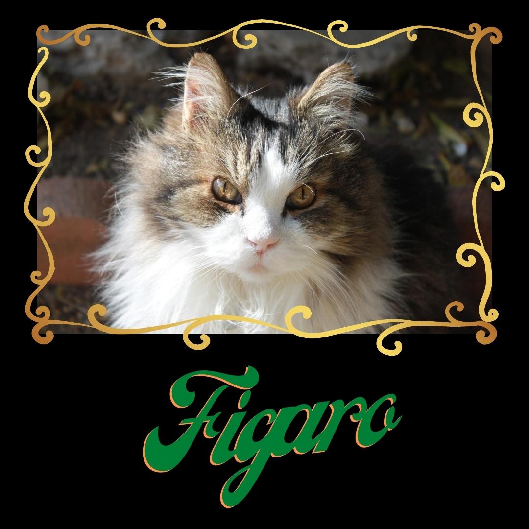 Figaro the cat stares out of a golden frame with his piercing eyes.