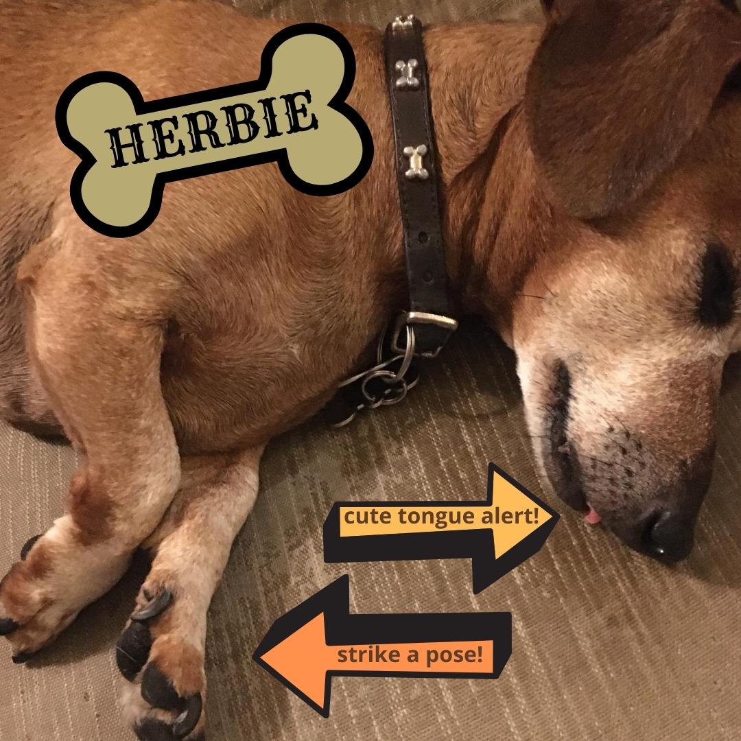 Herbie the dog takes a nap with his tongue sticking out.
