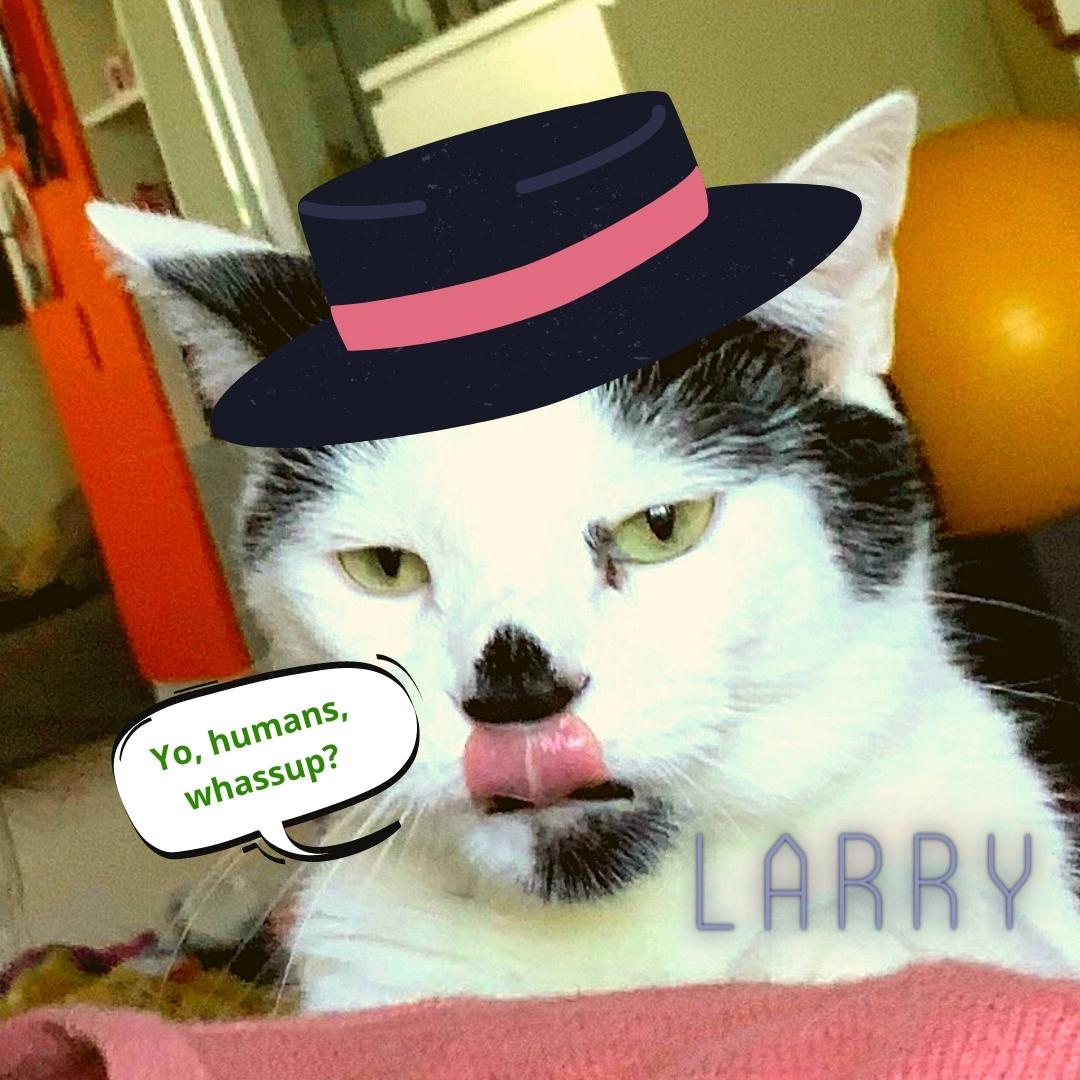 Larry the cat wears a jaunty hat and licks his upper lip.