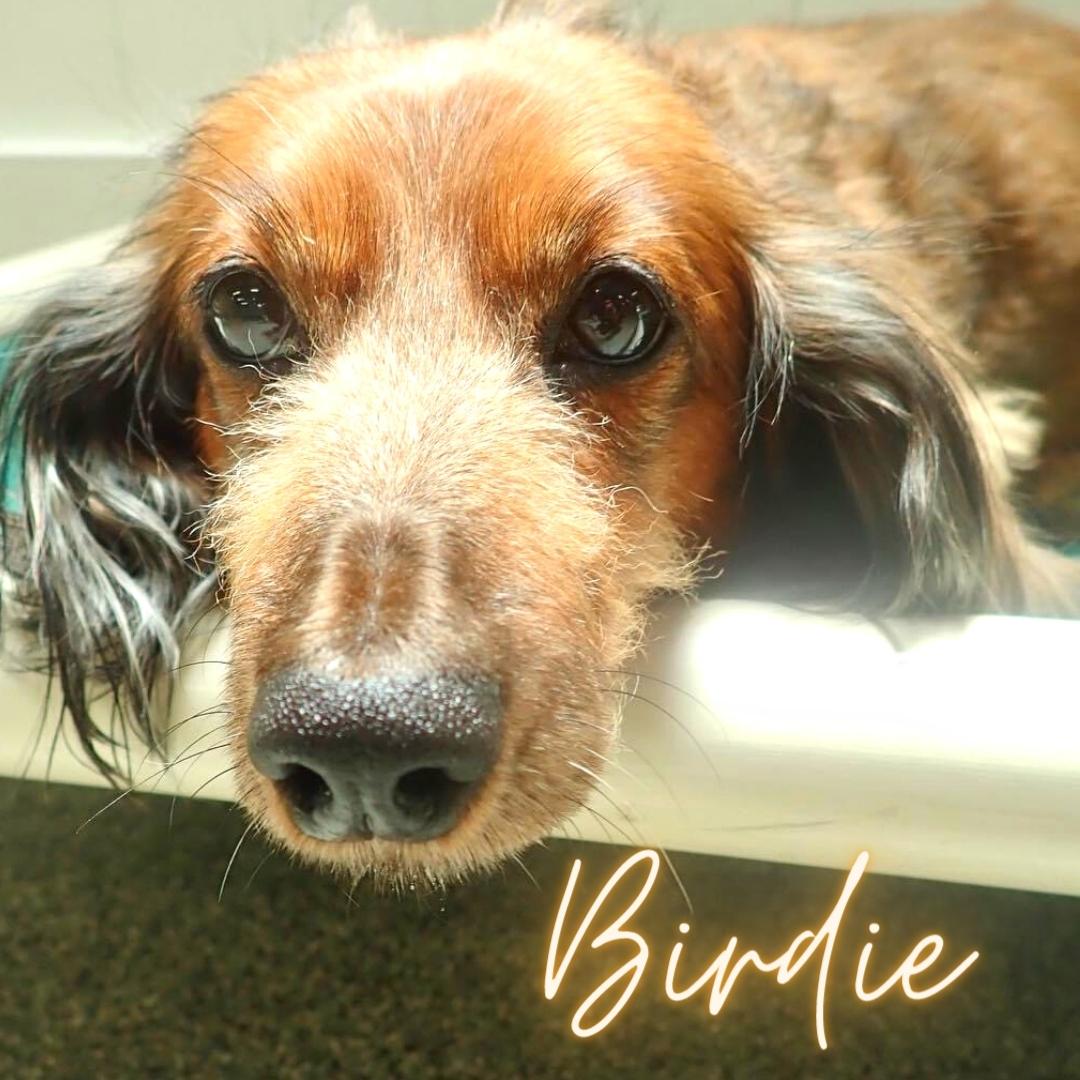 Birdie the long-haired dachshund displays her adorable face.