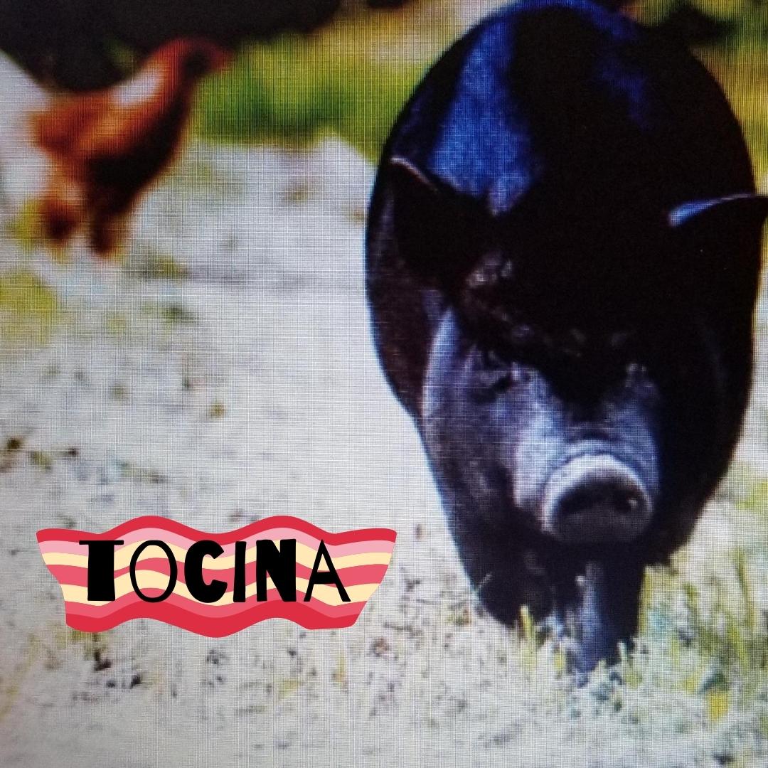 Tocina the pot-bellied pig trots in front of a hen.