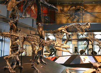 Dinosaur fossils at the museum.