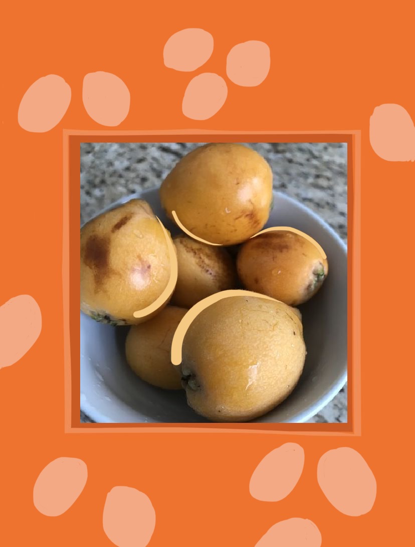 oranges