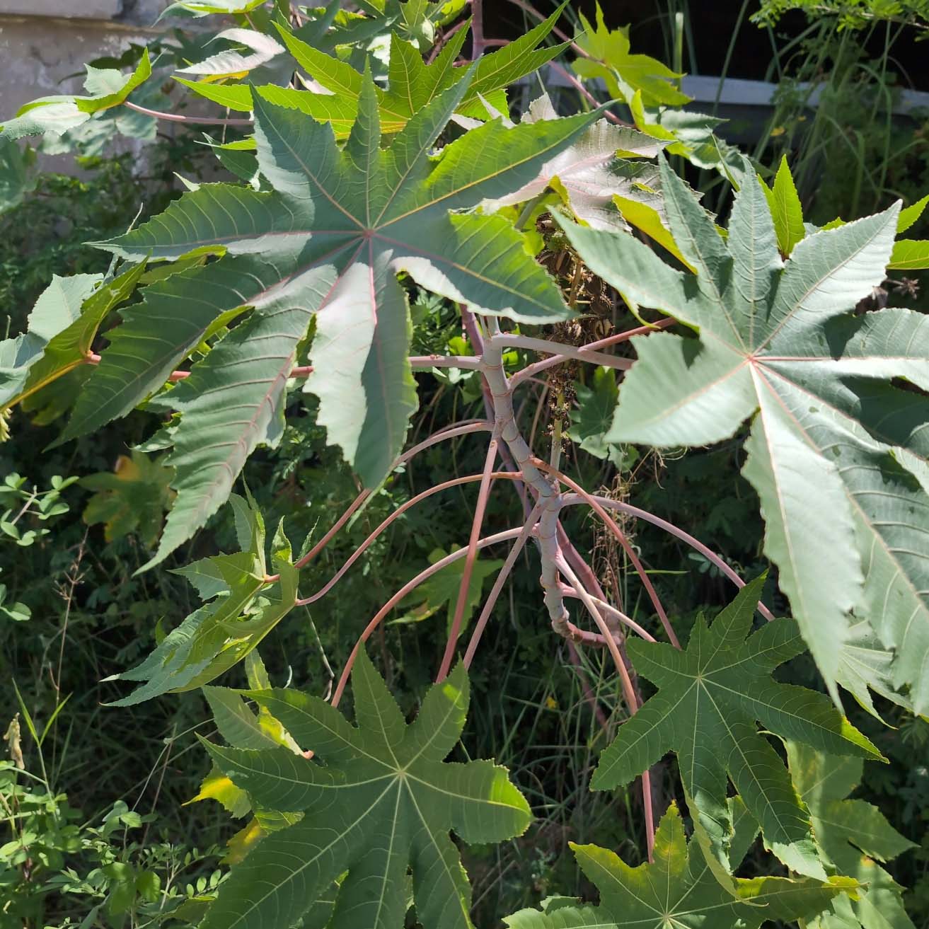 castor bean plant with full leaves
