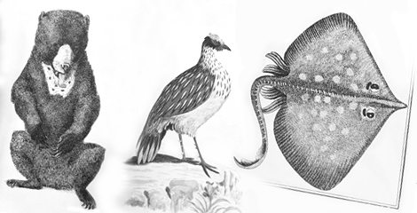 animals etchings from a design book