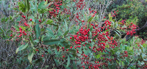 Toyon (Heteromeles arbutifolia)