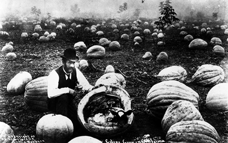 A man poses in 1903 with an open giant pumpkin, in which a calf lies curled up