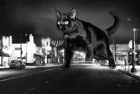 Cut-out photograph of black cat is composited onto photograph of street background.