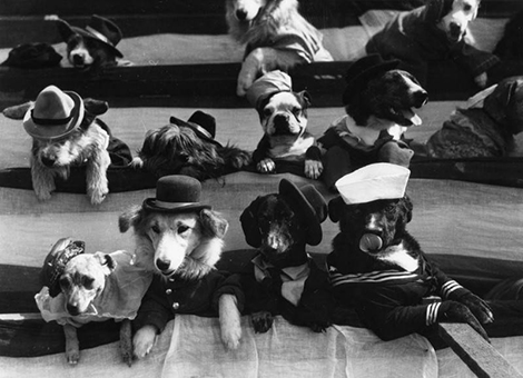 Closeup view of dogs wearing various costumes
