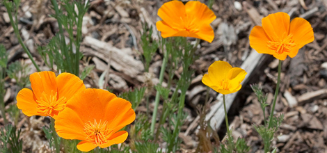  California Poppy (Eschscholzia californica)