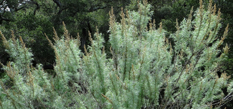 California Sagebrush (Artemisia californica)
