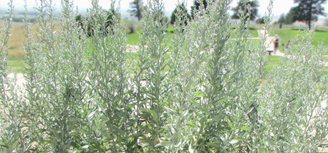 White Sage (Salvia apiana)