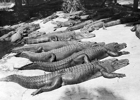 Alligators