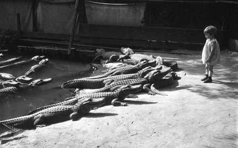 Baby with alligators