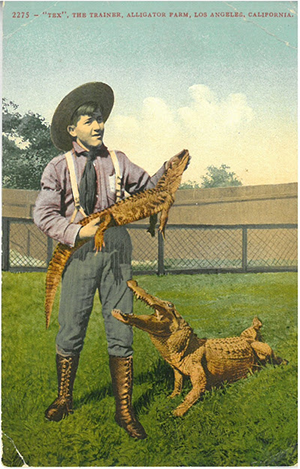 postcard from an alligator farm