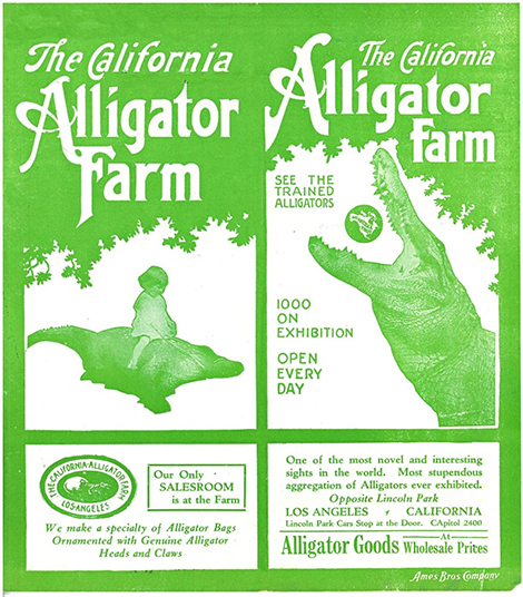 green and white ad for the CA Alligator farm