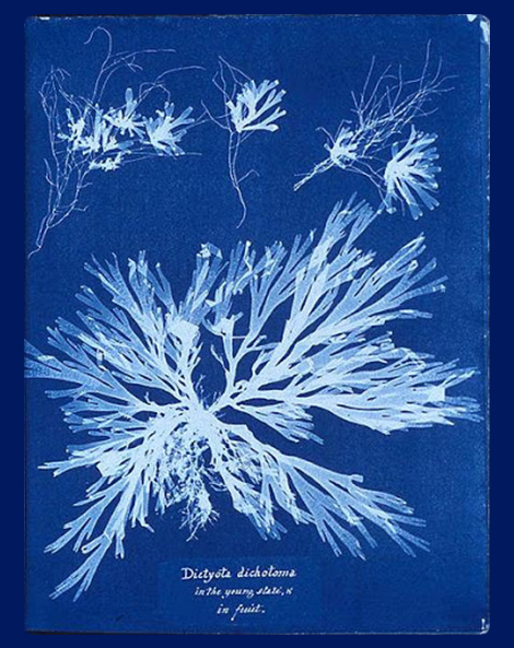 Anna Atkins cyanotype