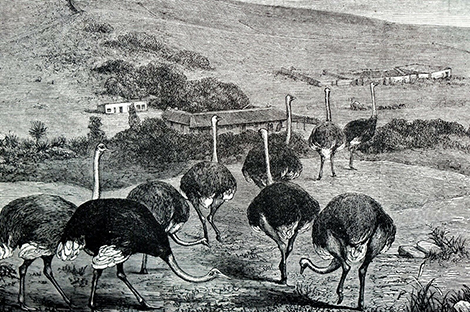 Wood engraving of South African Ostrich Farm. Harpers Weekly, May 24, 1873
