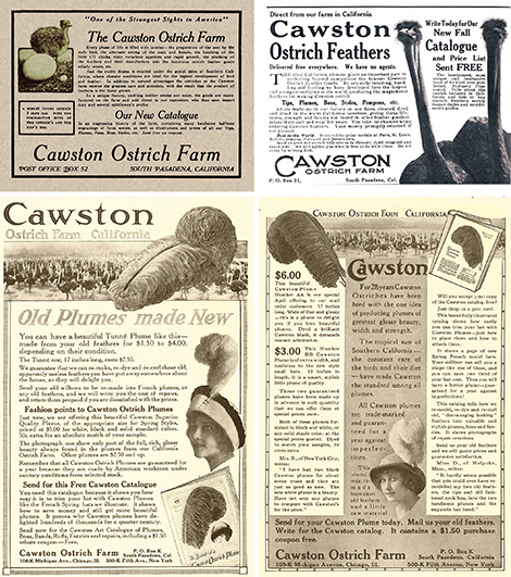 Cawston Ostrich Farm Advertisements taken from various magazines. 