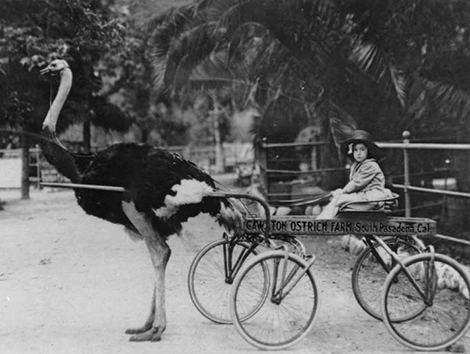 Child at ostrich farm