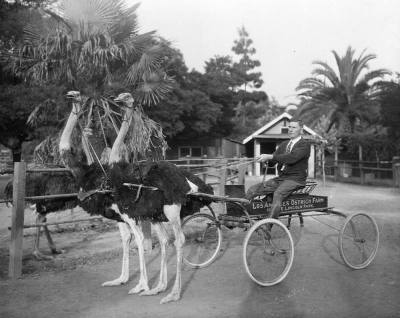 Man driving a cart being drawn by two ostriches at Los Angeles Ostrich Farm opposite Lincoln Park