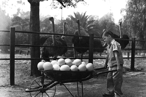Postcard view of a young boy pushing a wheelbarrel full of ostrich eggs at the Los Angeles Ostrich Farm.