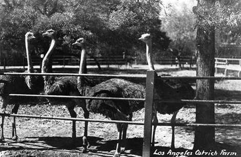 Postcard view of four ostriches at the Los Angeles Ostrich Farm.