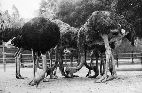 A pack of ostriches are busy pecking the ground in an enclosure at the Los Angeles Ostrich Farm.