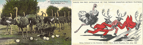 (Left) One of hundreds of images of birds that became postcards and were sent around the world  (Right) A 1909 postcard showing depicting an Elks Lodge “initiation” at the farm. Author’s collection. 