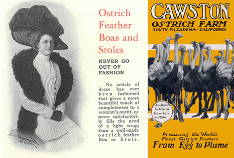 (Left) Image from the 1909 Cawston catalog reinforcing the idea that ostrich feathers are timeless. (Right)  A brochure for the farm. California subject files. Los Angeles Public Library.