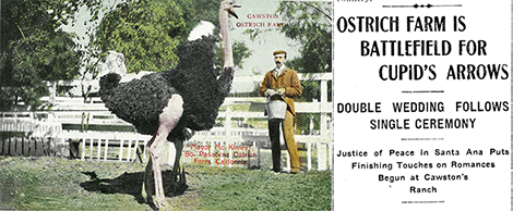 Picture postcard of Edwin Cawston with the star of his flock, “McKinley”