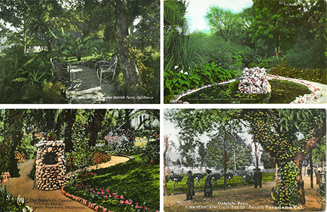 Picture postcard views of the Ostrich farm at South Pasadena