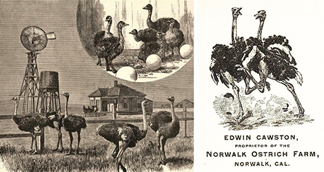 Artists’ sketch of the Norwalk farm appearing in the April 6, 1889 issue of Scientific American. (Right) Detail of stationery letterhead used for the Norwalk farm. 