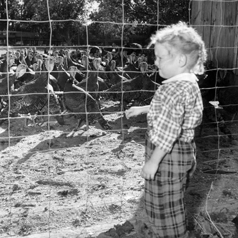 Turkey day keeping ranchers on jump