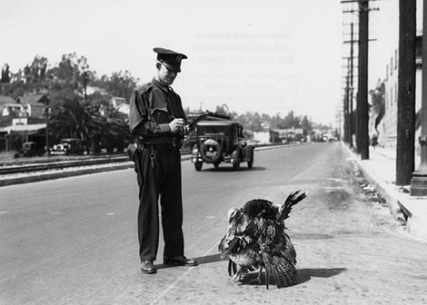turkey getting a ticket
