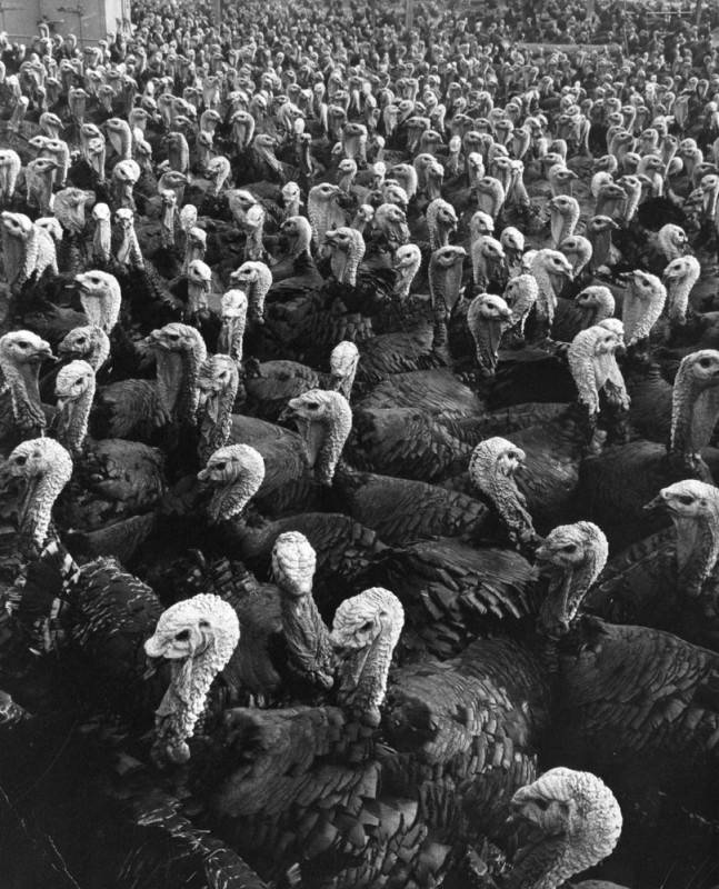 A close-up view of a large number of live turkeys.