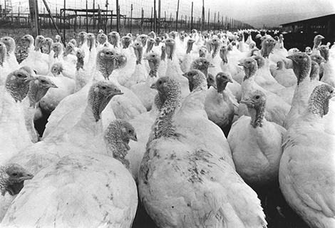 large group of white turkeys on a farm
