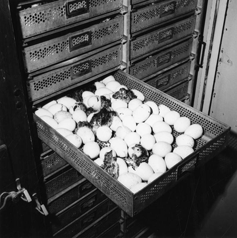 turkeys hatching in incubators