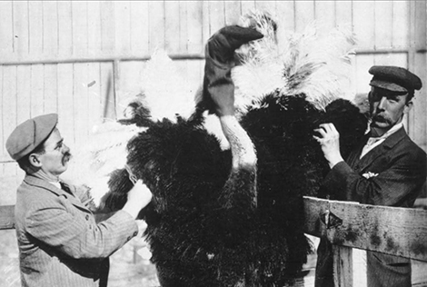 ostrich with a hood over his head and neck