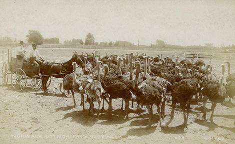 Ca. 1890 cabinet card depicting the Norwalk farm. Edwin Cawston appears to be on the left in the wagon.