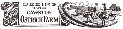Header for the Cawston Ostrich Farm page taken from the 1906 Los Angeles Chamber of Commerce publication, Seeing California