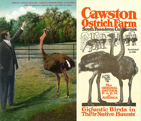 (Left) Picture postcard of Edwin Cawston feeding one of his ostriches a whole orange. Author’s collection.  (Right) The cover of a pamphlet for the farm. California subject files. Los Angeles Public Library.