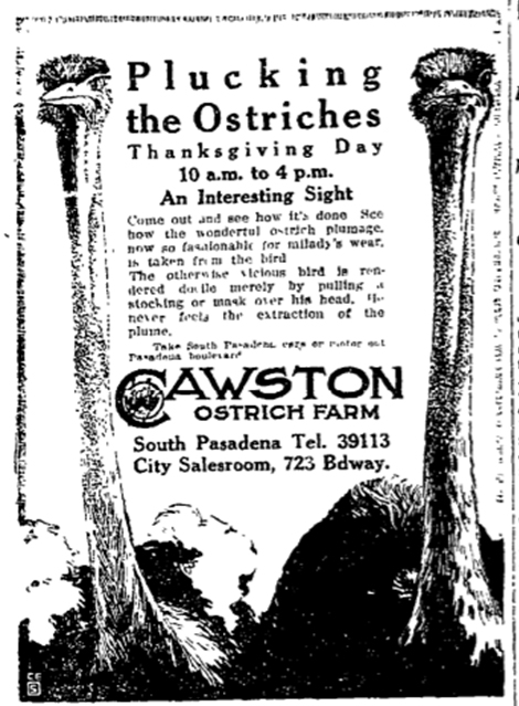 advertisement about Ostriches