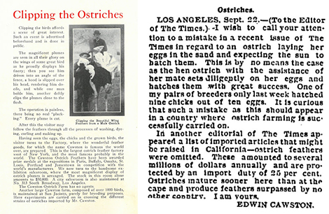 (Left) Page from the 1910 Cawston Ostrich Farm catalog explaining that the feathers were clipped, not plucked. (Right) September 30, 1893 response from Cawston correcting a Los Angeles Times story that made errors about the nature of his birds nesting habits