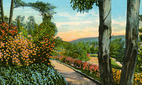 Flowers in Elysian Park