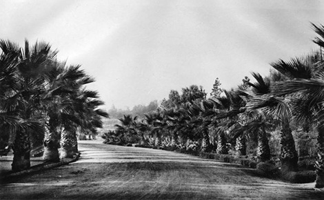 Palm trees in Elysian Park