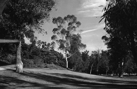 Scenic view of Elysian Park